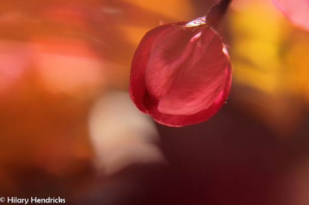 flower, macro, blur, pink