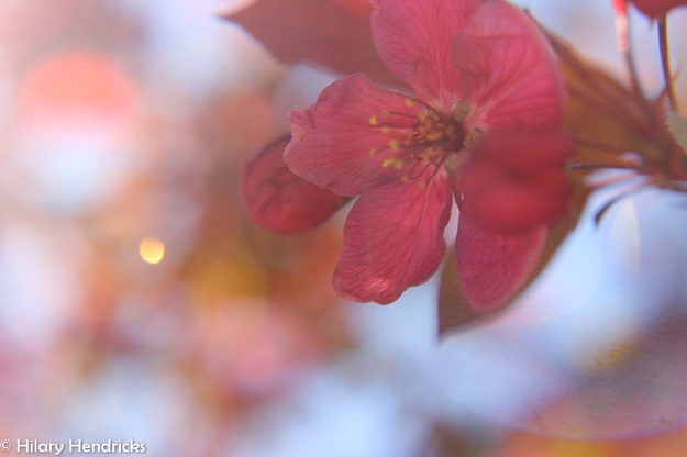 flower, macro, pink, sunburst
