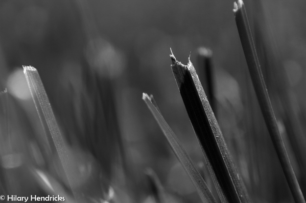 Grass, macro, black and white